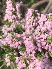 Erica paniculata