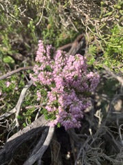 Erica paniculata