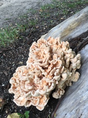 Laetiporus