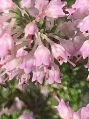 Erica paniculata