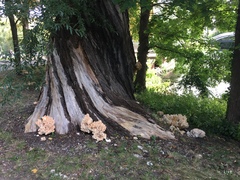 Laetiporus