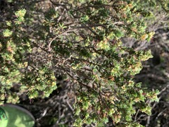 Cliffortia polygonifolia polygonifolia