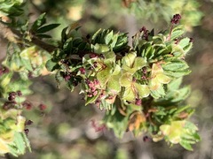Cliffortia polygonifolia polygonifolia