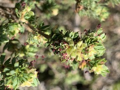 Cliffortia polygonifolia polygonifolia
