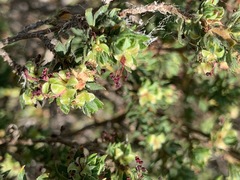 Cliffortia polygonifolia polygonifolia