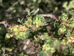 Cliffortia polygonifolia polygonifolia