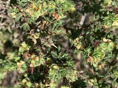 Cliffortia polygonifolia polygonifolia