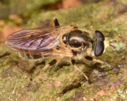 Painted Wood Fly photo 3
