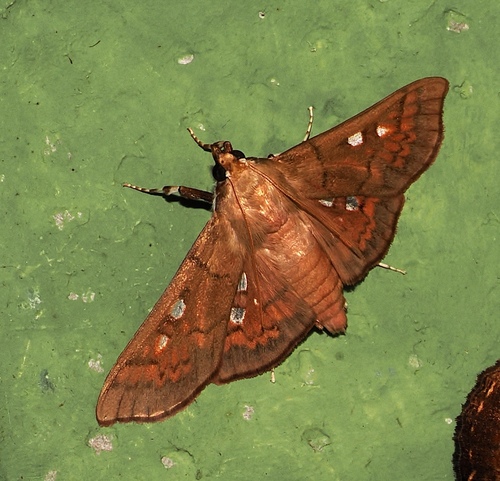 Polygrammodes rufinalis