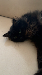 Felis catus