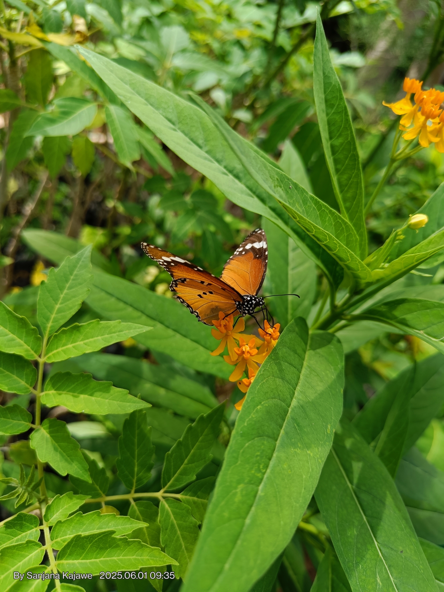 Plain Tiger