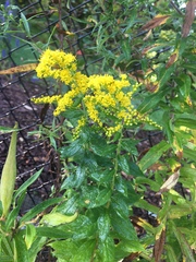 Solidago rugosa