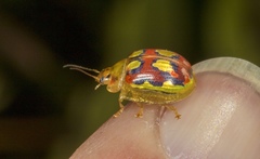 Paropsisterna nobilitata