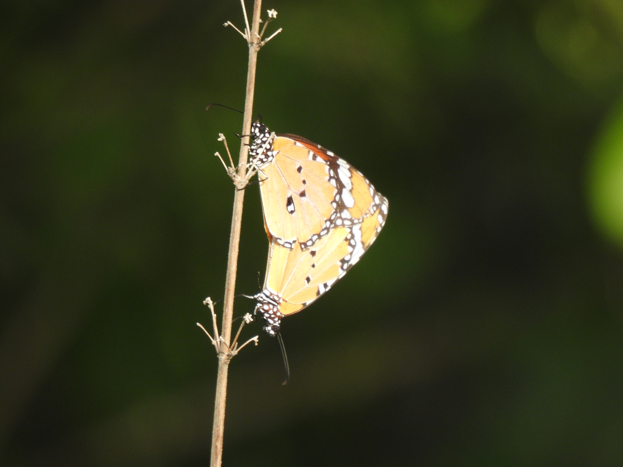 Plain Tiger
