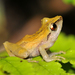 Pygmy Rain Frog - Photo (c) Roger Rittmaster, some rights reserved (CC BY-NC), uploaded by Roger Rittmaster