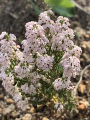 Erica paniculata