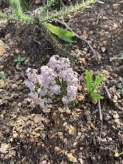 Erica paniculata