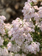 Erica paniculata