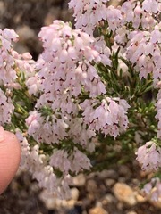 Erica paniculata