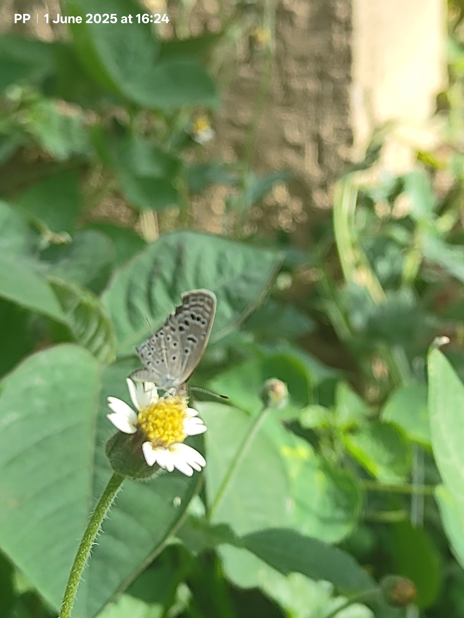 Dark Grass Blue