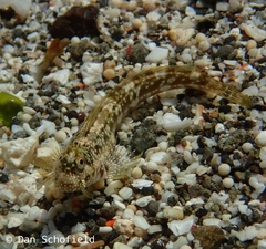 White-Dotted Rockskipper photo 1