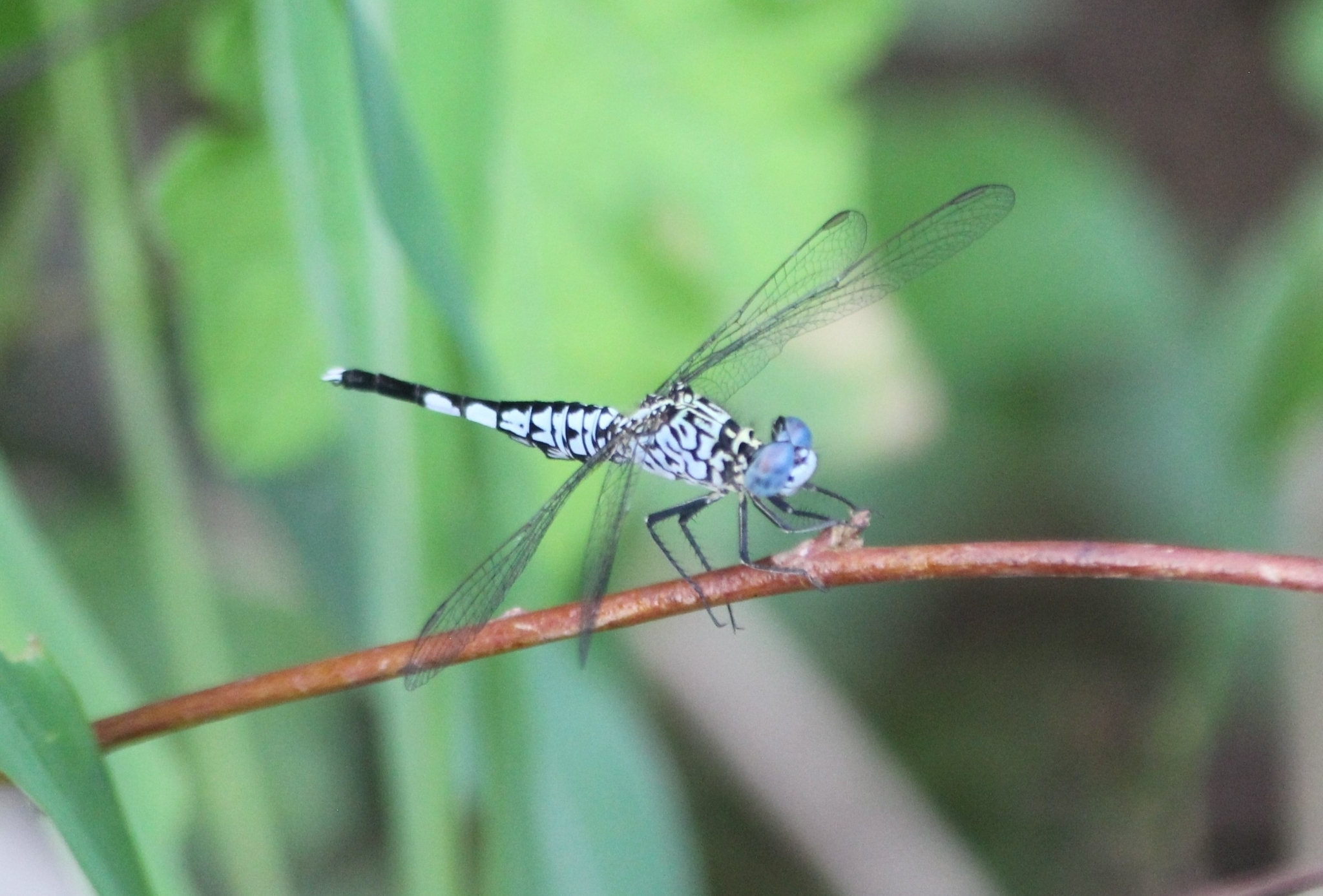 Trumpet-Tail