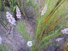 Spatalla racemosa