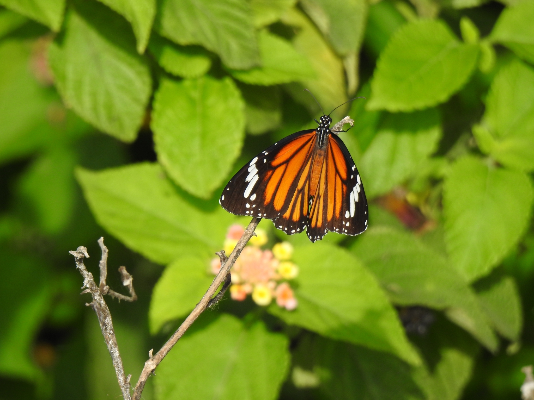 Striped Tiger
