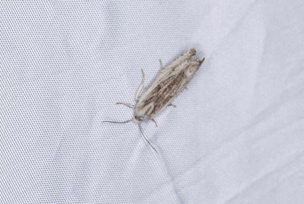 Eucosma wimmerana