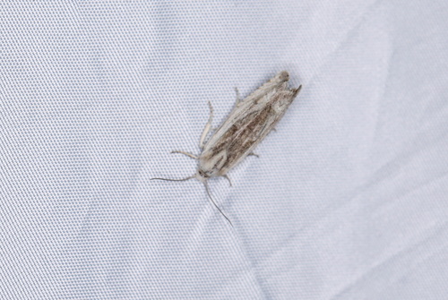 Eucosma wimmerana