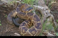 Crotalus molossus nigrescens