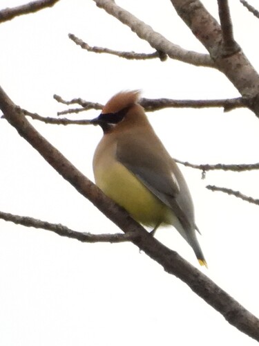 Cedar Waxwing photographed in Kansas