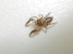 Dendryphantes