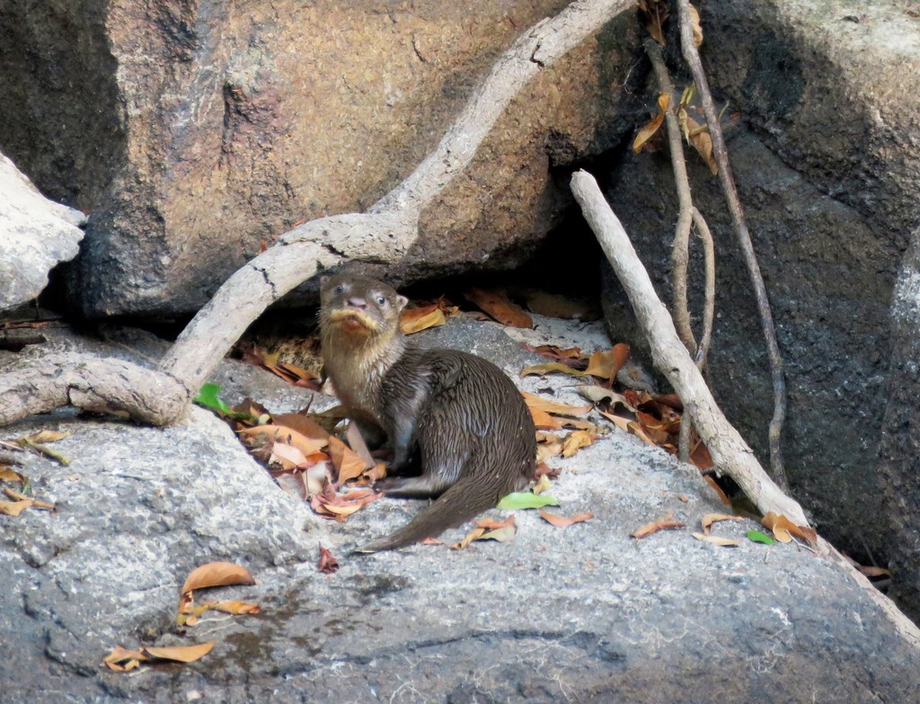 Neotropical Otter