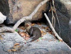 Neotropical Otter photo 2