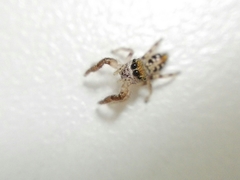 Dendryphantes