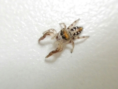 Dendryphantes