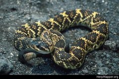 Crotalus molossus nigrescens