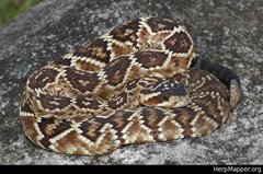 Crotalus molossus nigrescens