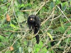 Chiropotes albinasus