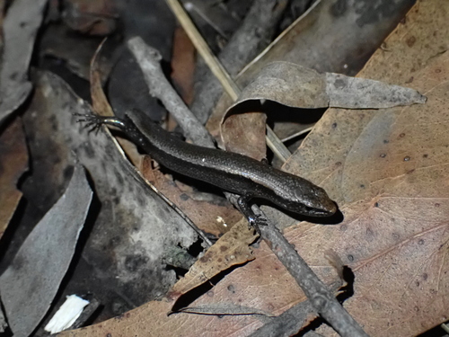 Southern Forest Cool-skink
