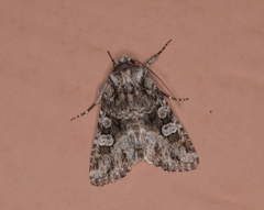 Lacinipolia olivacea