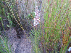 Spatalla racemosa