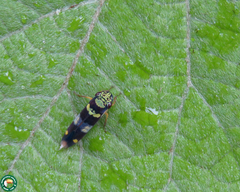 Dilobopterus segmentalis