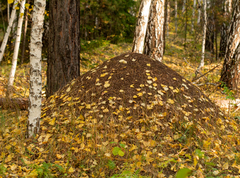 Formica polyctena