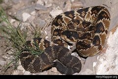 Crotalus molossus nigrescens