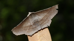 Oenochroma vetustaria