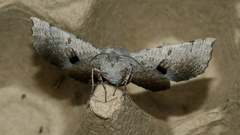 Oenochroma vetustaria