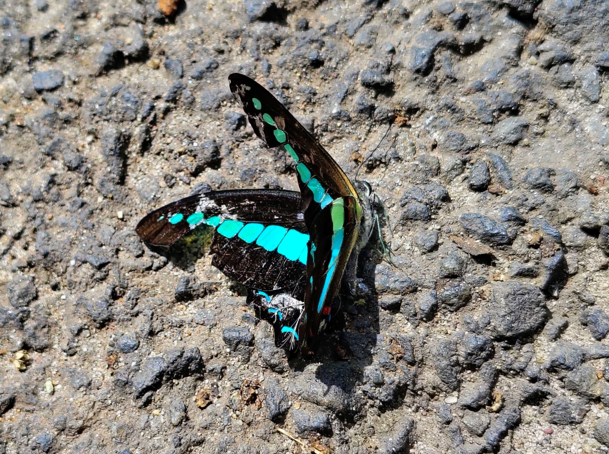 Narrow-Banded Bluebottle