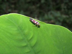 Erythrogonia accepta